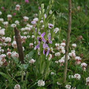 Janet Norman-Philips Bee orchids on the Doorstep Green June 2015