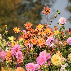 Janet Norman-Philips Dahlia Field At Hill Farm October 2009