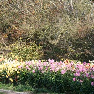 Janet Norman-Philips Dahlia Field At Rear Of Hill Farm October 2009