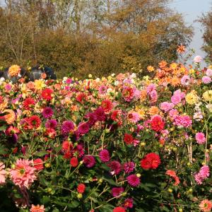 Janet Norman-Philips Dahlia Field Behind Hill Farm October 2009