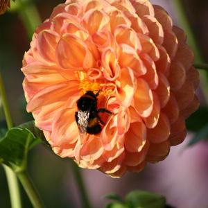 Janet Norman-Philips Dahlia and Bee October 2009