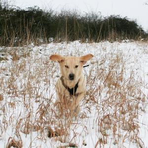 Janet Norman-Philips Finn Romps Through The Snow March 2013