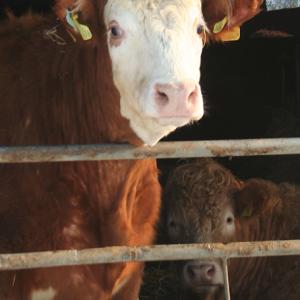 Janet Norman-Philips One Of Peter Saunders' Cattle January 2010