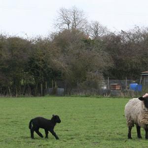 Janet Norman-Philips Some Of Peter Saunders' Sheep April 2010