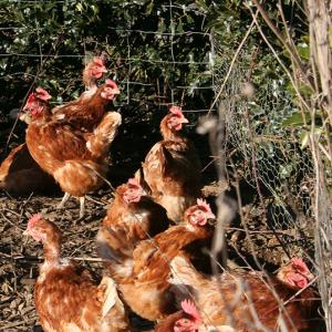Janet Norman Philips Some Of The Brice's Chickens March 2010