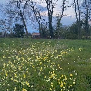Katie Abbott Cowslips at Rookery Farm 2021