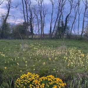 Katie Abbott Rookery Farm Cowslips 2021