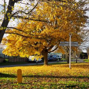 Rob Scott Autumn Colours Nov 2021
