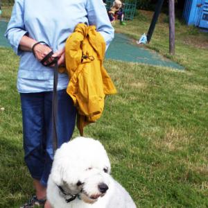 webdogs04