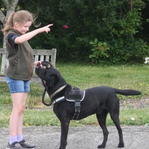 webdogs10