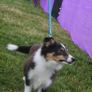 webdogs12