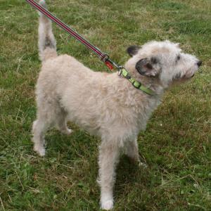 webdogs16