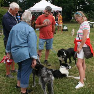 webdogs24