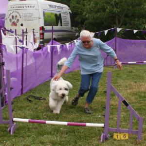webdogs25