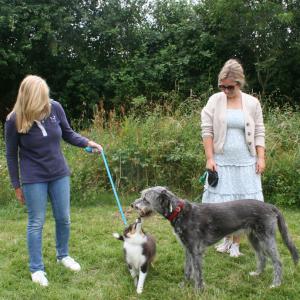 webdogs38
