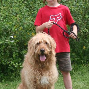 webdogs42